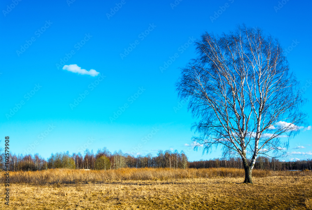 Landscape with a lonely birch.