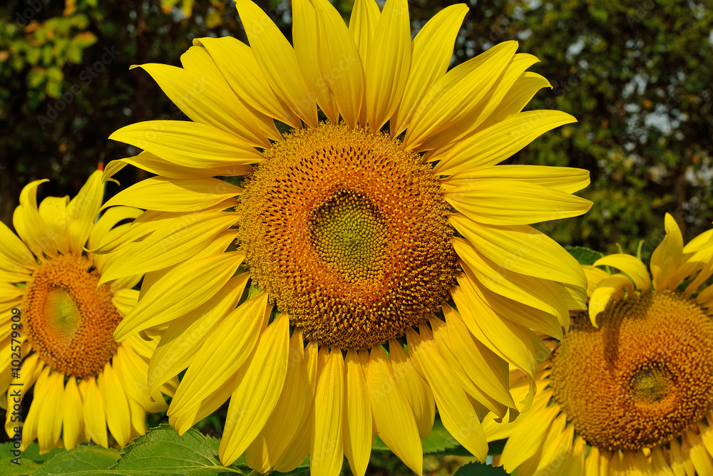 Sunflower natural background. Sunflower blooming Sunflower natural background. Sunflower blooming