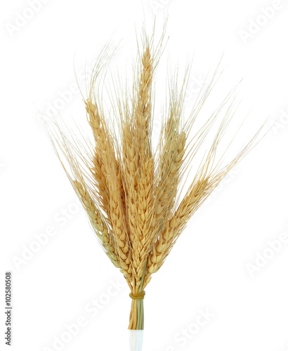 wheat bunch isolated on white