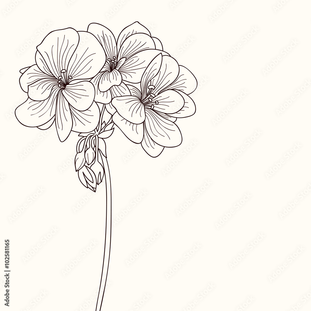 Geranium flower drawing