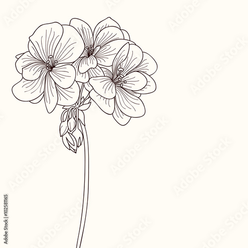 Fototapeta Naklejka Na Ścianę i Meble -  Geranium flower drawing