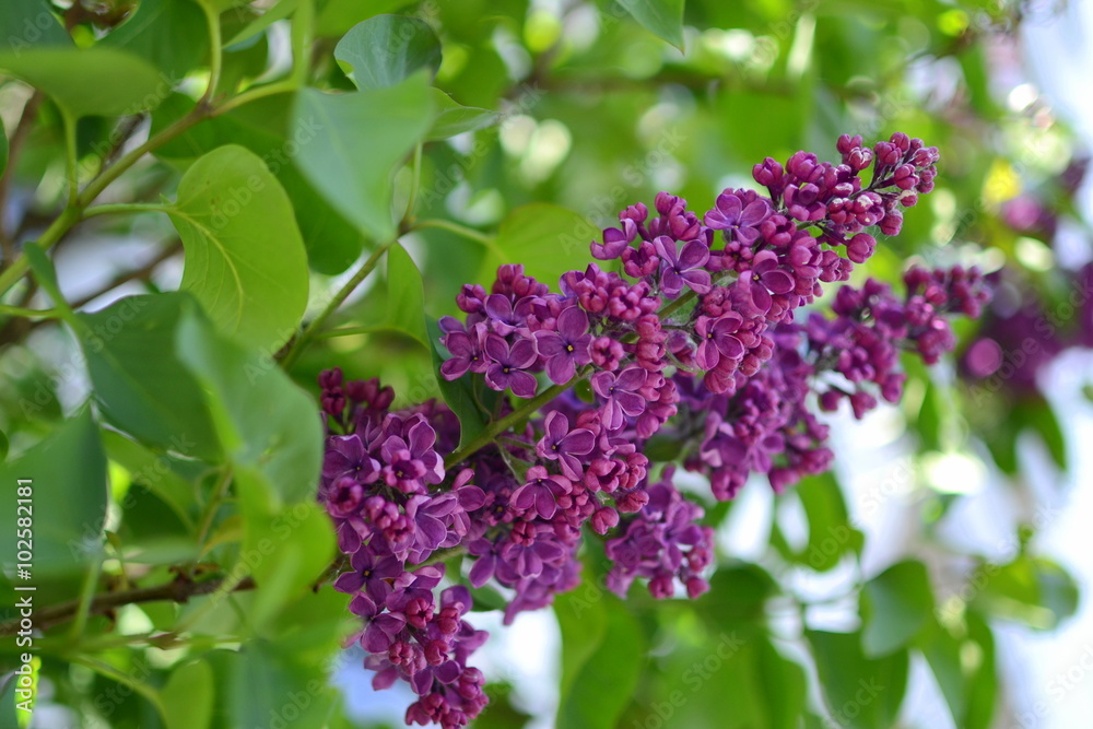 lilac in foliage lilac in foliage