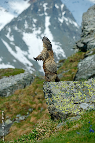 Принти на полотні Cute sit up on its hind legs animal Marmot, Marmota marmota, sitting in he g