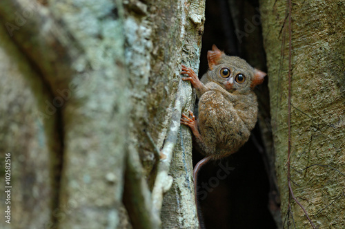 Portrait of Spectral Tarsier, Tarsius spectrum, from Tangkoko National Park, Sulawesi, Indonesia, in the large ficus tree photo