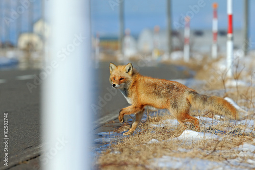 Red fox, Vulpes vulpes, crossing the road