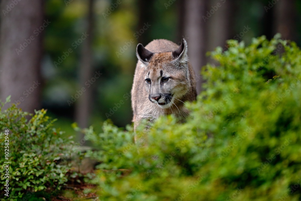 Fototapeta premium Danger Mountain Lion in the green forest