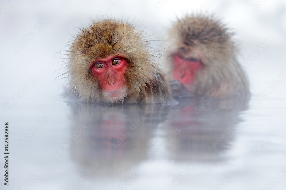 Naklejka premium Monkey Japanese macaque, Macaca fuscata, red face portrait in the cold water with fog, two animal in the nature habitat, Hokkaido, Japan