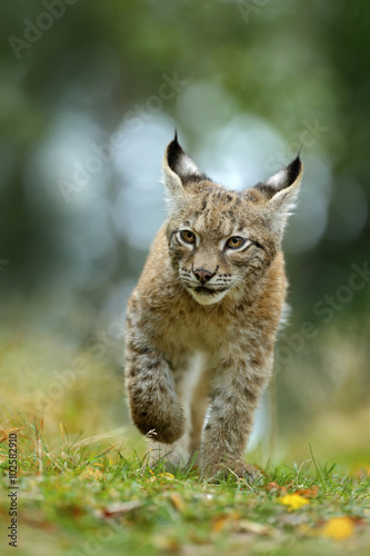 Cat Eurasian lynx in the green grass in czech forest, baby chick © ondrejprosicky