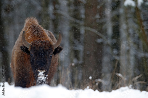 European bison in the winter forest, cold scene with big brown animal in the nature habitat, snow in the tree, Czech republic