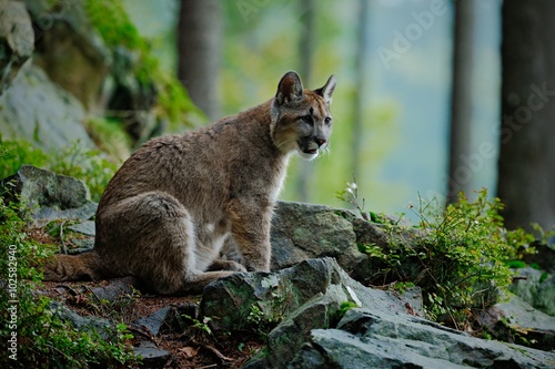 Danger Cougar siting in the green forest