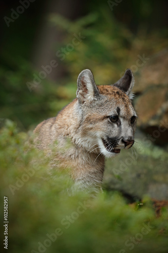 Portrait of Mountain Lion in the autum green forest