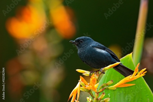 Glossy Flowerpiercer, Diglossa lafresnayii, black bird with bent bill sittin on the orange flower, nature habitat, exotic animal from Colombia photo