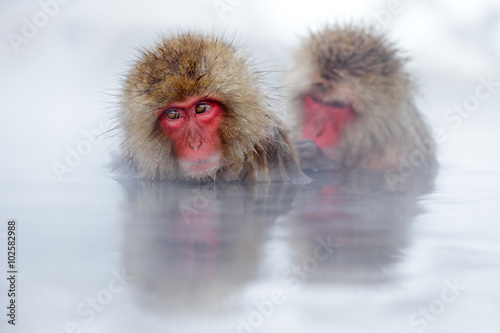 Monkey Japanese macaque, Macaca fuscata, red face portrait in the cold water with fog, two animal in the nature habitat, Hokkaido, Japan © ondrejprosicky