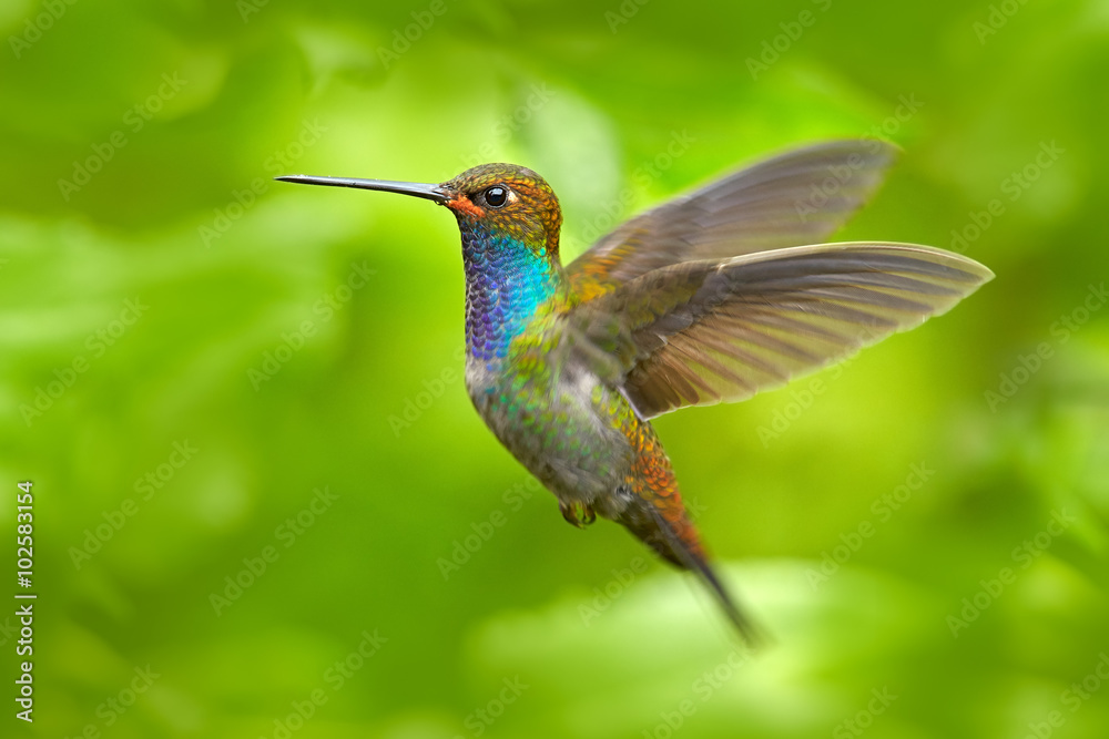 Hummingbird in flight, green forest nature habitat, White-tailed Hillstar, Urochroa bougueri, Montezuma, Colombia Hummingbird in flight, green forest nature habitat, White-tailed Hillstar, Urochroa bougueri, Montezuma, Colombia