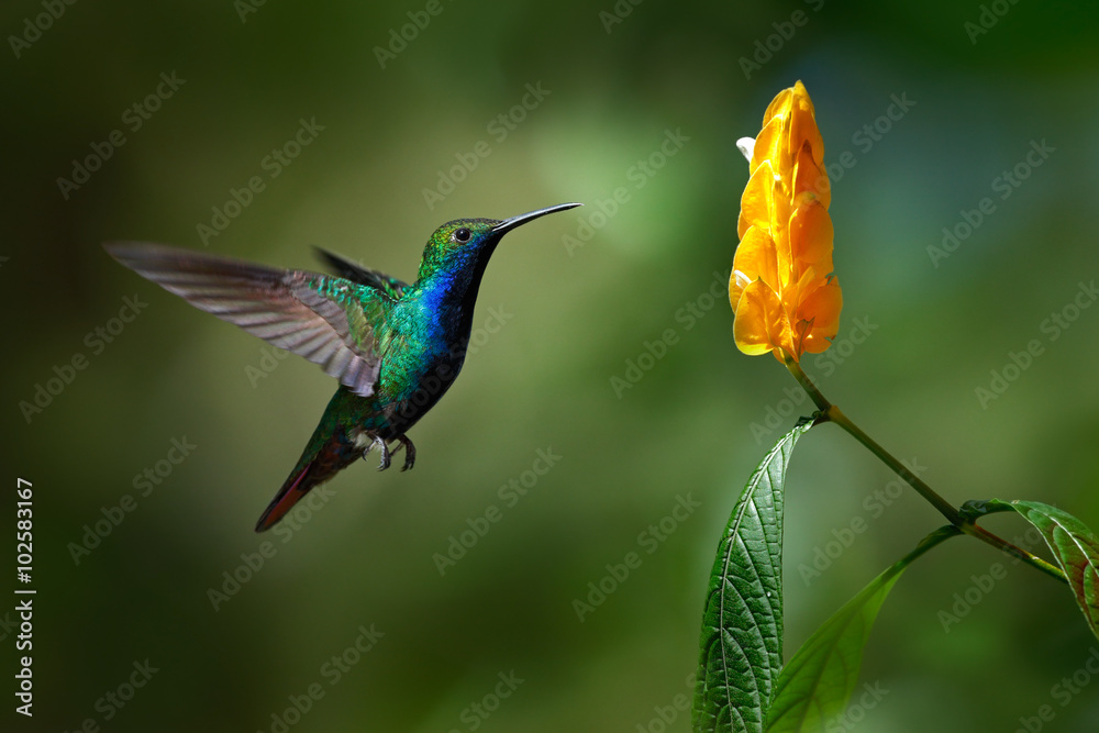 Green and blue Hummingbird Black-throated Mango, Anthracothorax nigricollis, flying next to beautiful yellow flower