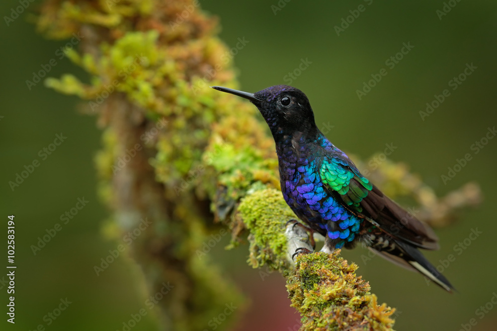 Fototapeta premium Velvet-purple Coronet, Boissonneaua jardini, dark blue and black hummingbird sitting on green lichen branch in the tropical forest, beautiful glossy and glittering bird in the nature habitat, Ecuador