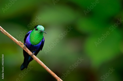 Green-crowned woodnymph, Thalurania colombica fannyi, hummingbird in the Colombia tropic forest, blue an green glossy bird in the nature habitat