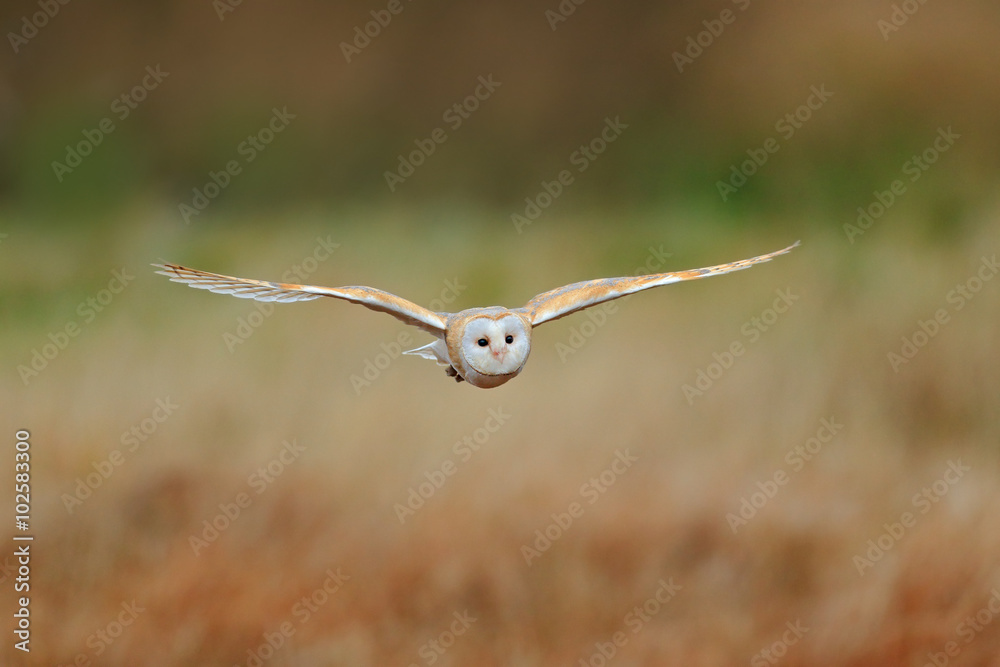Barn Owl, nice bird in flight, in the grass Barn Owl, nice bird in flight, in the grass