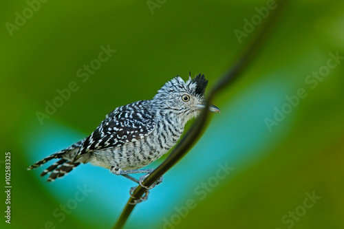 Barred Antshrike, Thamnophilus doliatus, grey rare bird from Trinidad photo