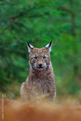 Eurasian Lynx, portrait of wild cat sitting green forest
