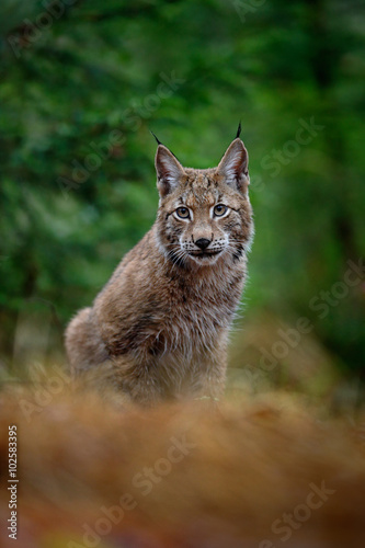 Portrait of sitting Eurasian Lynx in green forest