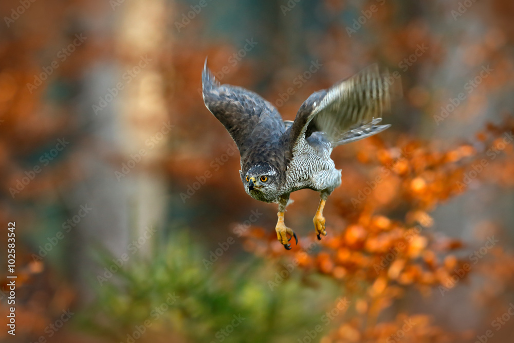 Fototapeta premium Flying bird of prey Goshawk with blurred orange autumn tree forest in the background