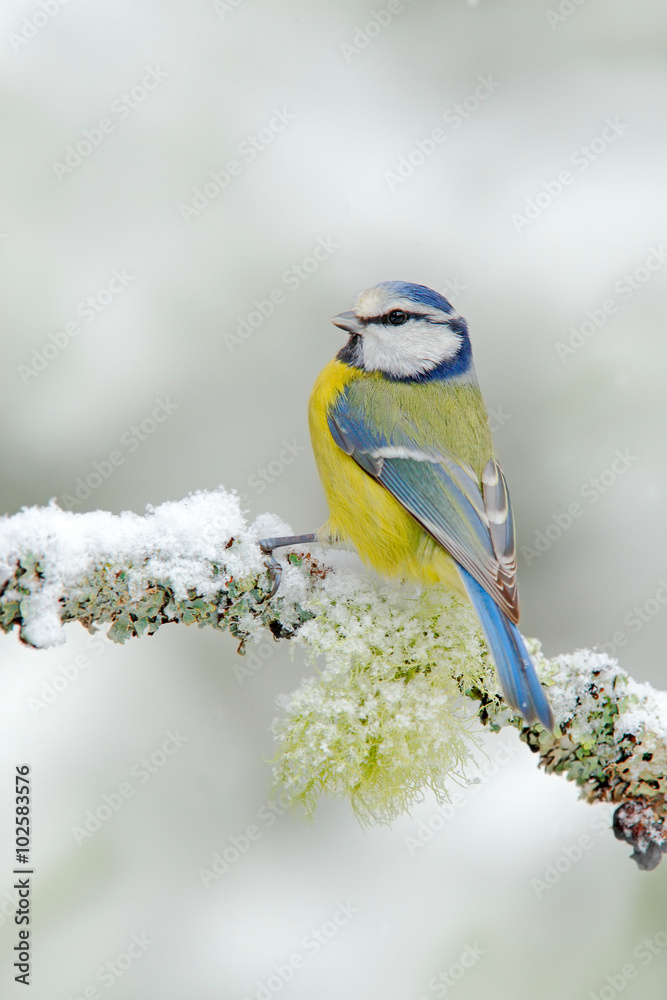 Fototapeta premium Blue Tit, cute blue and yellow songbird in winter scene, snow flake and nice snow flake and nice lichen branch, Germany