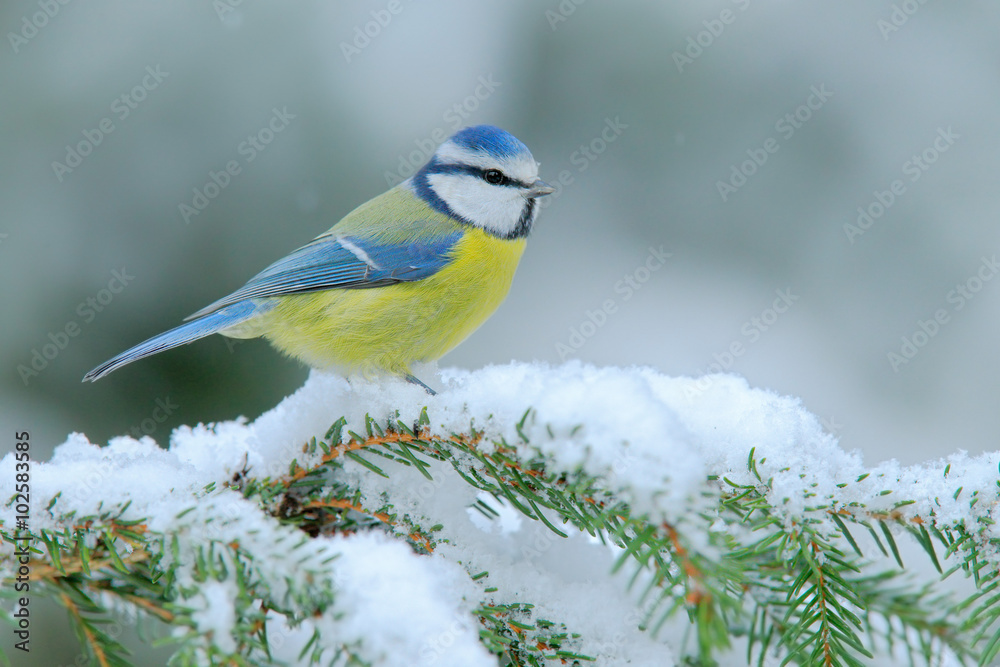 Fototapeta premium Blue Tit, cute blue and yellow songbird in winter scene, snow flake and nice spruce tree branch, France