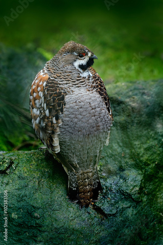 Hazel Grouse, Bonasa bonasia, forest bird sitting on the green moss stone photo