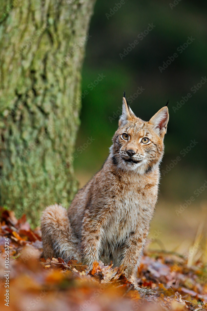 Fototapeta premium Eurasian Lynx, wild cat sitting on the orange leaves in the forest habitat
