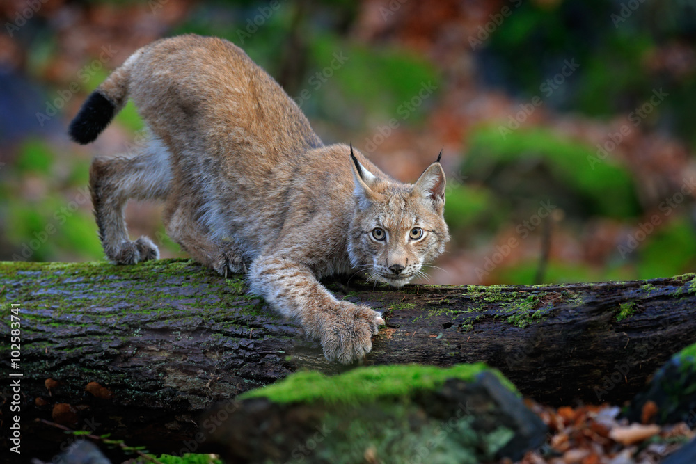 Obraz premium Walking wild cat Eurasian Lynx in green forest