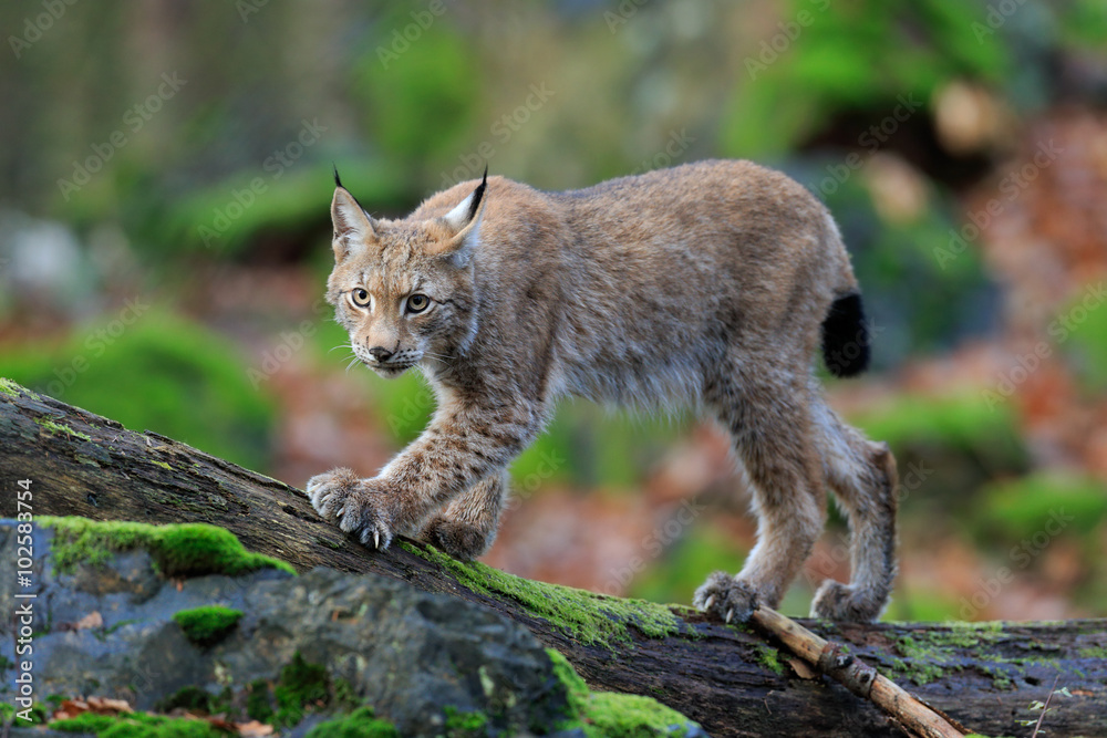 Walking wild cat Eurasian Lynx in green forest Walking wild cat Eurasian Lynx in green forest