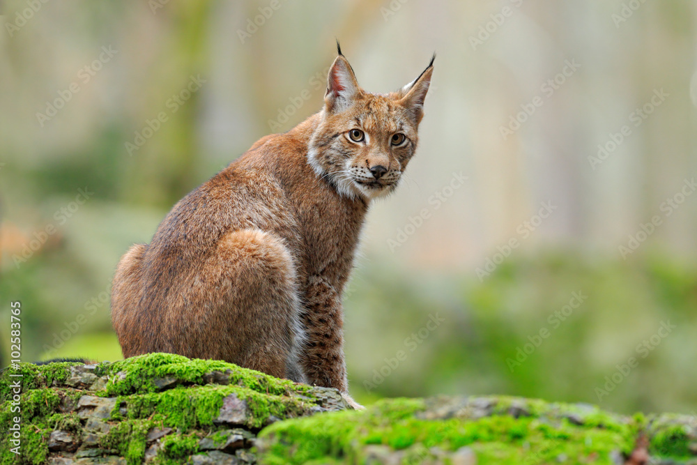 Naklejka premium Ryś euroazjatycki, dziki kot siedzi na pomarańczowych liściach w siedlisku lasu