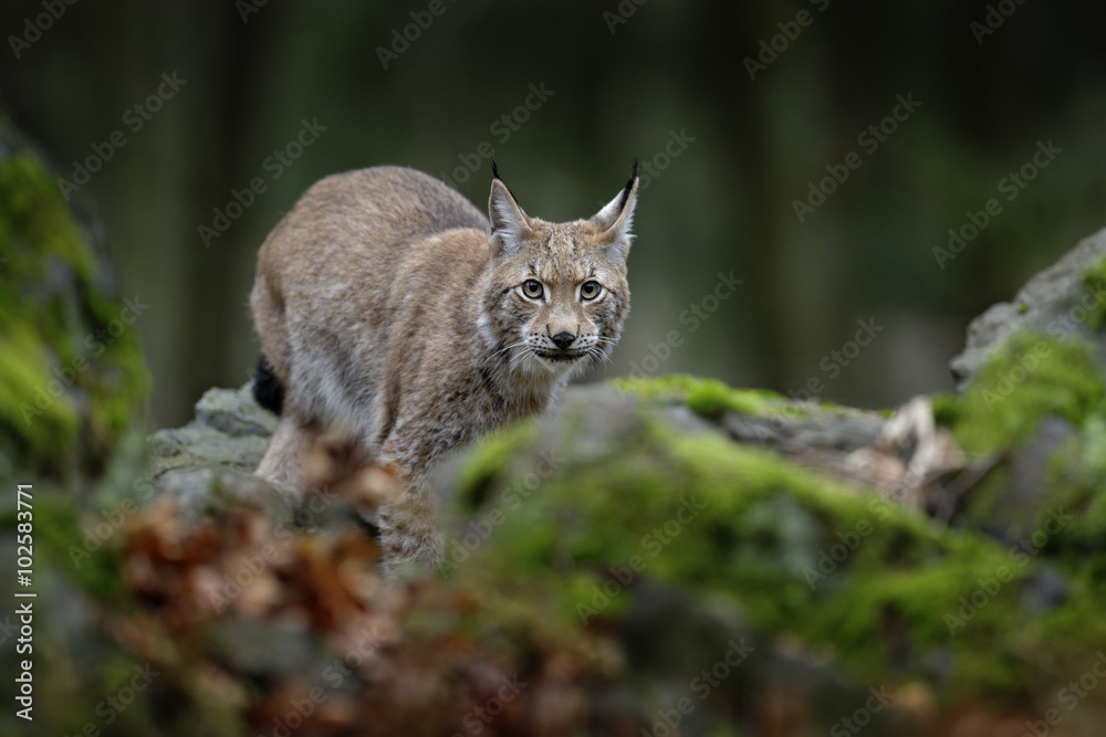 Walking eurasian wild cat Lynx on green moss stone in green forest in background Walking eurasian wild cat Lynx on green moss stone in green forest in background