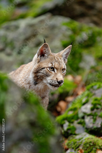 Portrait of eurasian wild cat Lynx, name is Blondyn, in green moss stone, Czech © ondrejprosicky