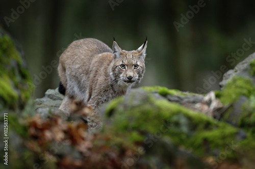 Walking eurasian wild cat Lynx on green moss stone in green forest in background