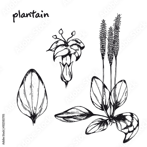 Set of inky medicinal herbs plantain. Hand drawn plantain healing herb. Black and white plantain vector isolated. Medicinal plant plantain vector.