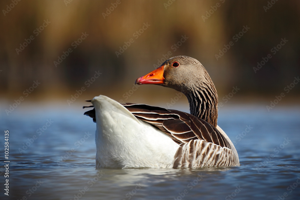 Bird Greylag Goose, Anser anser, floating on the water surface Bird Greylag Goose, Anser anser, floating on the water surface