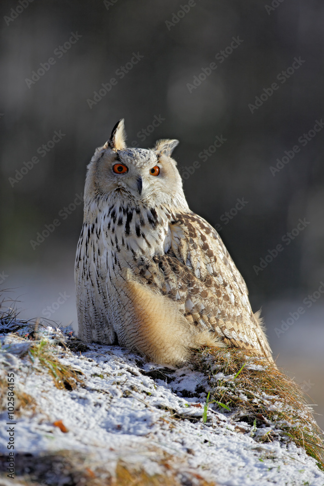 Fototapeta premium Eastern Siberian Eagle Owl, Bubo bubo sibiricus, sitting on hillock with snow in the forest, winter scene