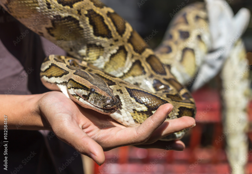 Naklejka premium Burmese python,python molurus, python bivittatus in the hand