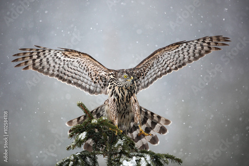 Goshawk landing on spruce tree during winter with snow