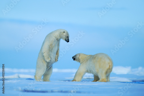 Two polar bear fighting on drift ice in arctict Svalbard