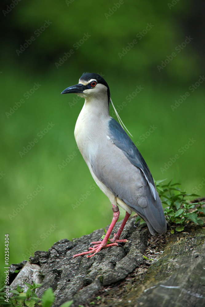 Grey water bird night heron sitting on the branch Grey water bird night heron sitting on the branch