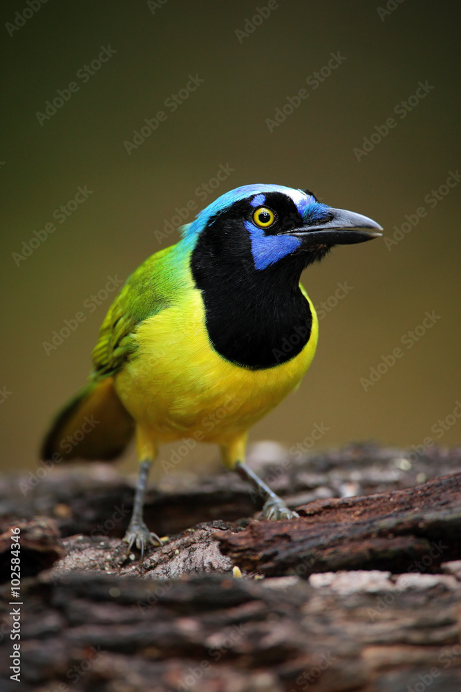 Obraz premium Portrait of yellow bird with blue head Green Jay, Cyanocorax yncas, wild nature, Belize