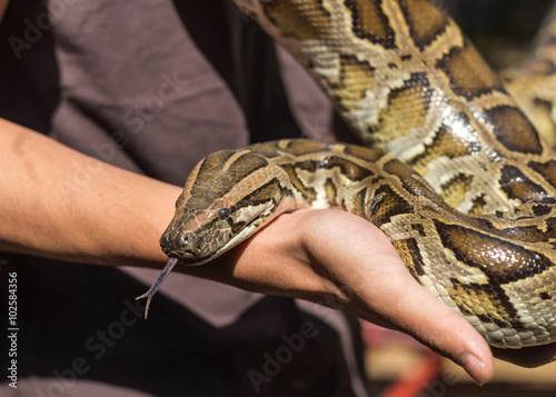 Burmese python,python molurus, python bivittatus let out tongue from the  mouth in hand.