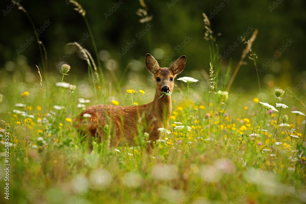 Fototapeta premium Beautiful blooming meadow with many white and yellow flowers and animal, Roe deer, Capreolus capreolus, chewing green leaves