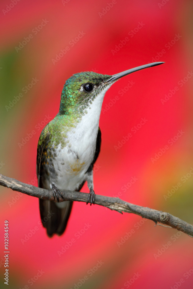 Fototapeta premium Small himmngbird Andean Emerald sitting on the branch with red flower background