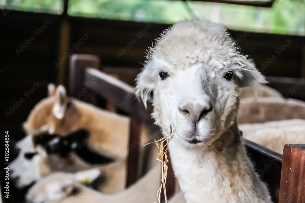 Obraz premium Alpaca enjoy eating in Thailand