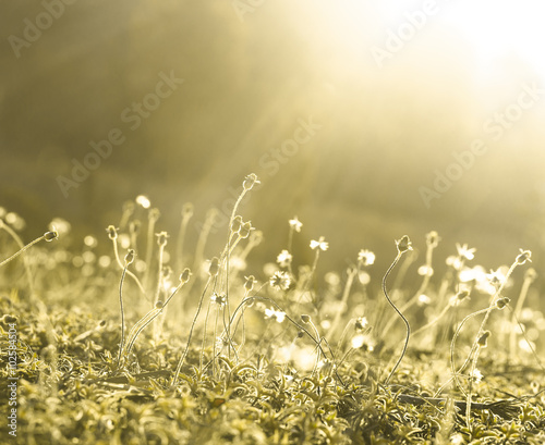 Sun light on meadow flowers in the morning