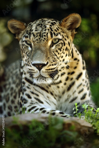 Detail portrait of wild cat jaguar  Costa Rica